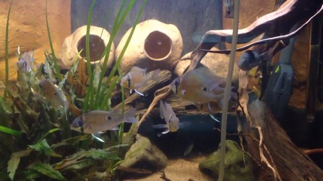 Biotodoma Cupido Breeding projekt смотреть онлайн