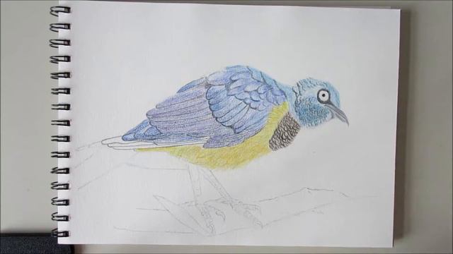 Watercolor pencils : Bird 水彩色鉛筆 : 鳥 смотреть онлайн