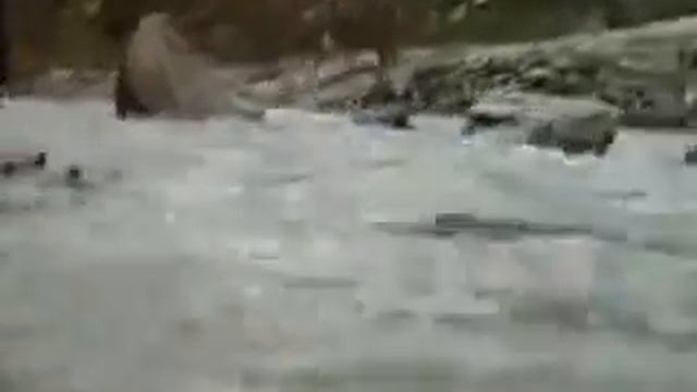 Чудесное спасение медвежонка от пантеры!!! смотреть онлайн
