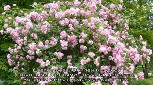 Розы Кордес