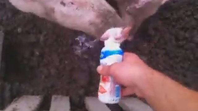 чем кормить ребенка смотреть онлайн