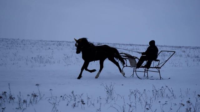 Посейдон, орловский жеребец 2015 г.р. смотреть онлайн