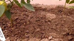 Обзор ранних сортов перца в парнике. Блонди и Джипси. 02.07.18.