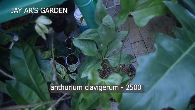 HORTI FILIPINA TOUR 🍀 with Plant Names & Price | RARE PLANTS in the Philippines смотреть онлайн