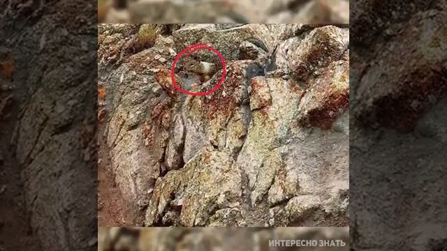 Найди животное за пять секунд смотреть онлайн