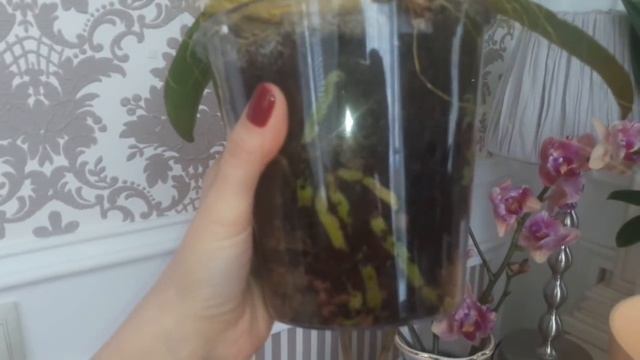 Стоило ли срезать цветоносы?!???Орхидея Сакура.Цветет Биг Лип смотреть онлайн