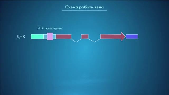 Как работают гены смотреть онлайн