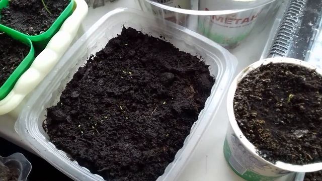 Маргаритки. смотреть онлайн