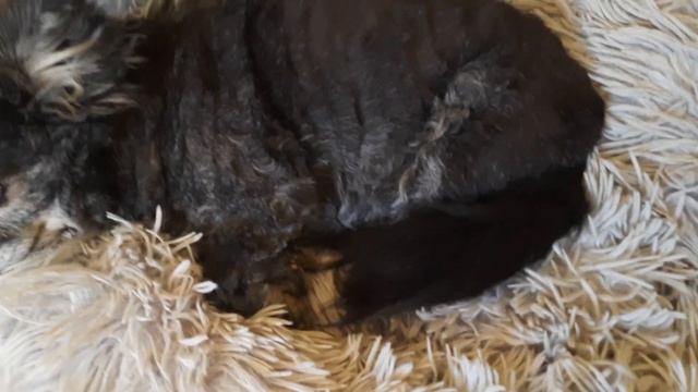 вы не узнаете нашу Рашель, чихуахуа Кастропуло Крым Симферополь смотреть онлайн
