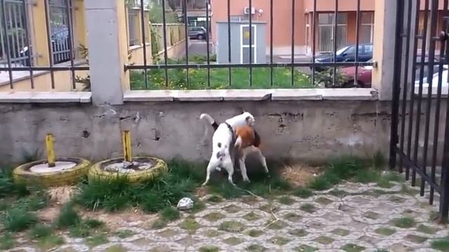 Beagle vs Jack Russell смотреть онлайн