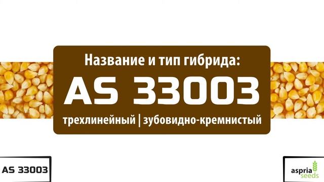 Гибрид кукурузы AS 33003 (ФАО 230) смотреть онлайн
