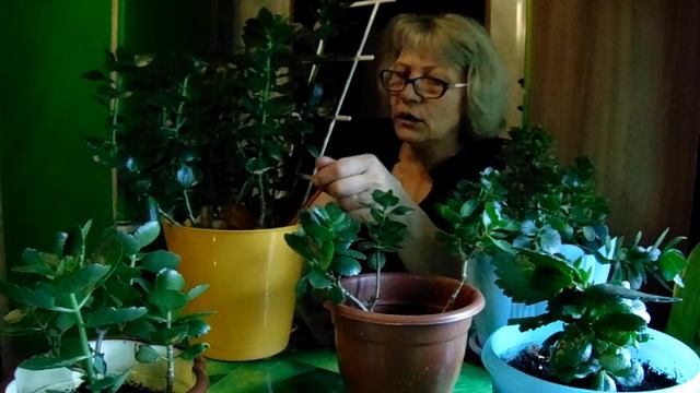 Каланхоэ - когда и зачем надо прищипывать. смотреть онлайн