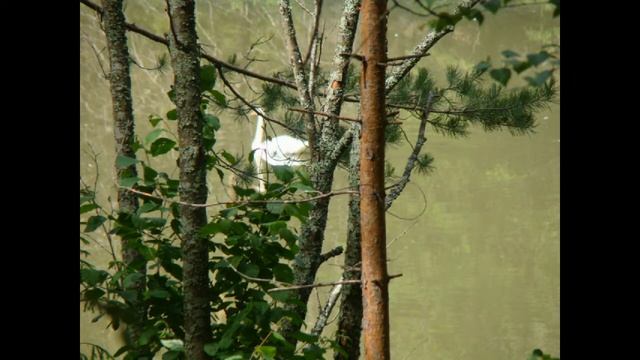 Природные красоты парка Оленьи ручьи смотреть онлайн