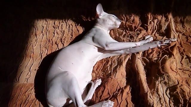 Петерболд - породы кошек смотреть онлайн