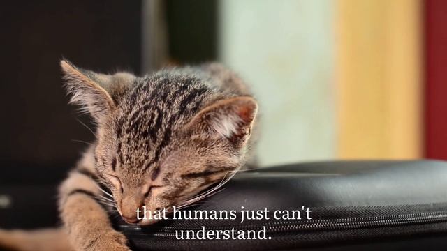 My Cats - Charles Bukowski смотреть онлайн