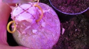 Нолина (Бокарнея)  делаем несколько стволов..