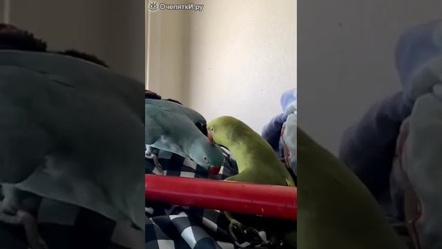 Попугаи поговорили.mp4 смотреть онлайн