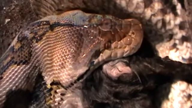 Python / Borghammerus reticulatus Gollum7.MOD смотреть онлайн