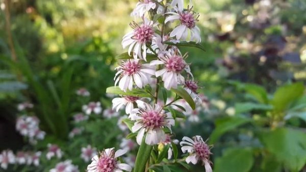aster lateriflorus pink button