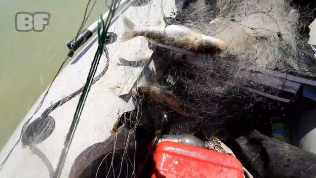 #BF #FISHING #Рыбалка2021 Браканерская сеть 2021. ВОТ ЭТО УЛОВ НА КИТАЙСКУЮ СЕТЬ. смотреть онлайн