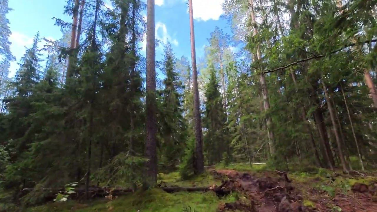 Лес SMO4K смотреть онлайн