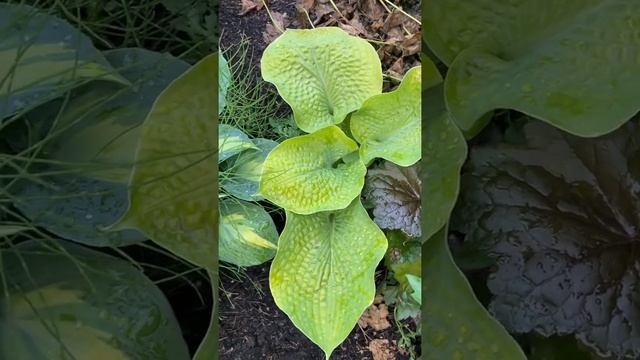 Хоста зоундз (hosta zounds).Hosta garden. Сад хост в Бийске. смотреть онлайн