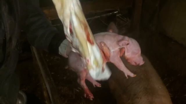 Опорос свиноматки. Рождение поросят/жизнь в деревне смотреть онлайн
