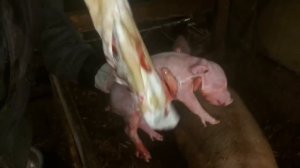 Опорос свиноматки. Рождение поросят/жизнь в деревне