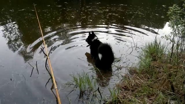 Рыбачим с собакой смотреть онлайн