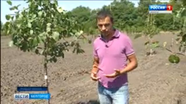 Декоративные яблони: для души и красоты смотреть онлайн