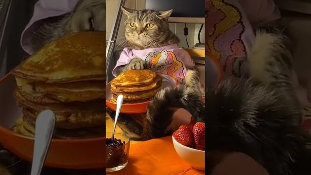 Кот подготовка к Масленице смотреть онлайн