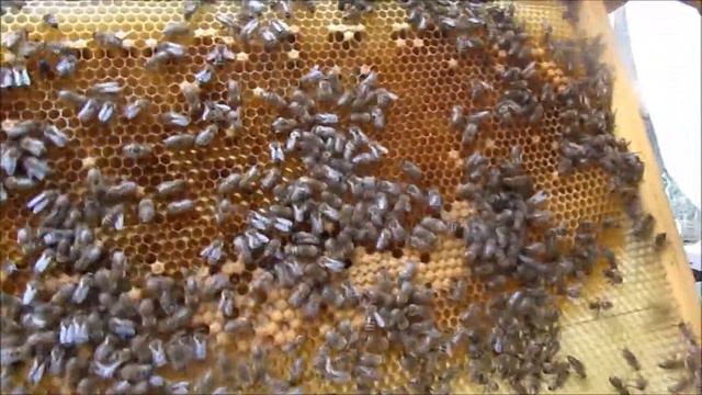 Пчела карпатка смотреть онлайн