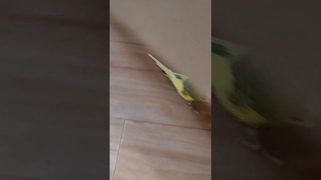 ВОТ это ЗРЕЛИЩЕ! Так ВЫГЛЯДИТ НАСТОЯЩАЯ ДРУЖБА! смотреть онлайн