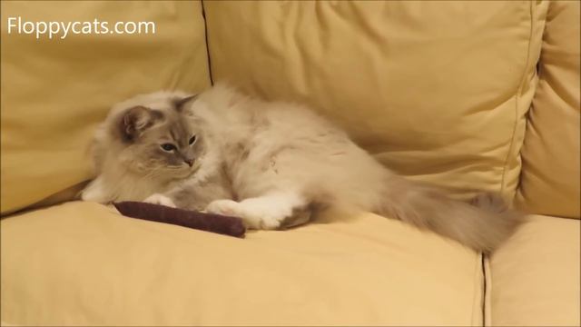 Ragdoll Cats Charlie and Trigg Review Yeowww Catnip Cigar Tin 3 Pack - ねこ - ラグドール - Floppycats смотреть онлайн