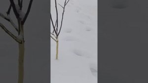 Как спасти яблоню,если кору обьели зайцы!