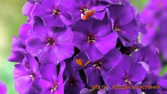 Флокс метельчатый Кинг (phlox paniculata the king) ? Кинг обзор: как сажать, рассада флокса Кинг смотреть онлайн