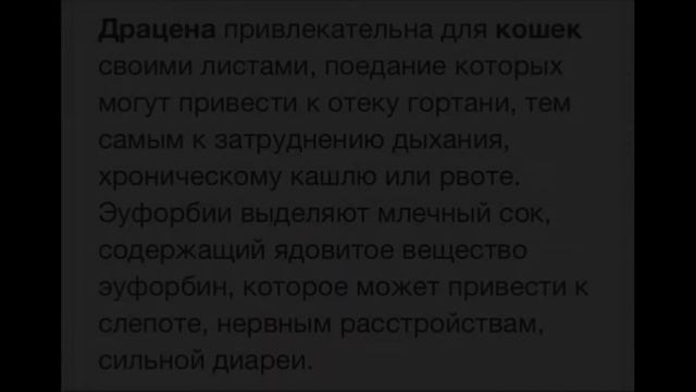 Отравление драценой смотреть онлайн