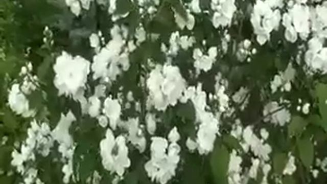 Православная песня - Родник смотреть онлайн