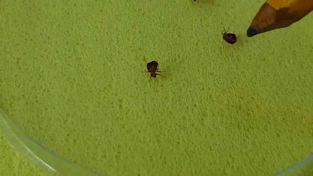 Погибают ли КЛОПЫ В ВОДЕ? смотреть онлайн