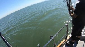 Рыбалка на Акул