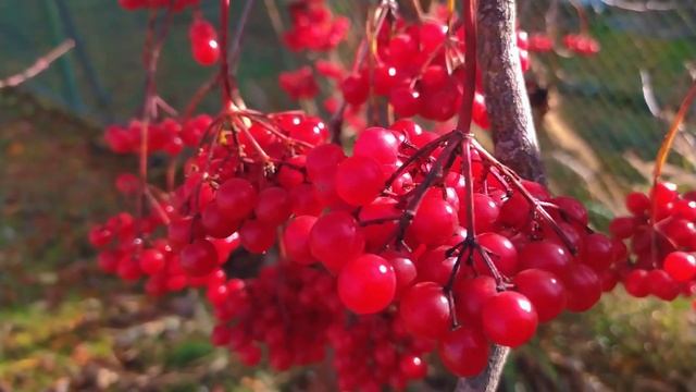 21 октября - День Трифона и Пелагеи. Что нельзя делать 21 октября. Народные приметы. смотреть онлайн