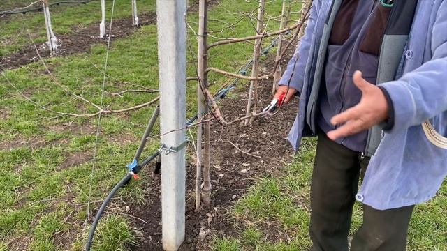 Интенсивный карликовый сад на приусадебном участке смотреть онлайн