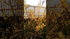 Кизил уход и содержание