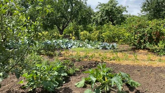Природный щит, Сколько ягод можно съесть//Ежевика урожайный сорт//характеристика Абрикос краснощёки смотреть онлайн