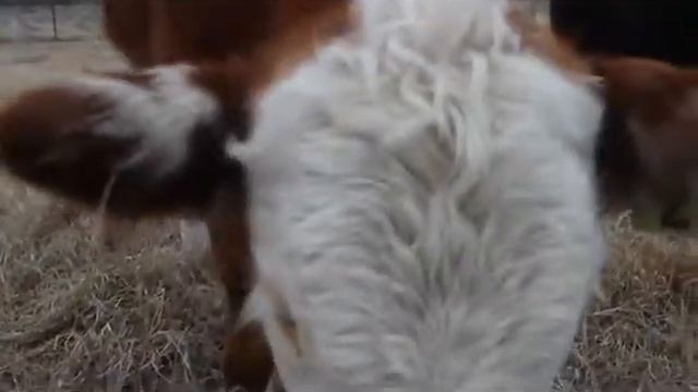 Snowpocalypse 2021! How did the farm handle it? смотреть онлайн