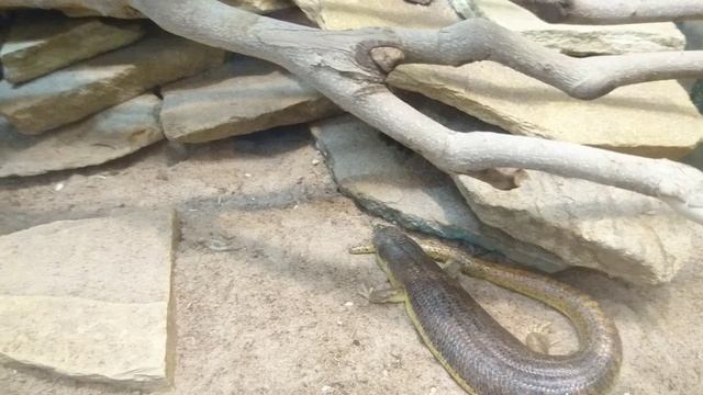 Длинноногий сцинк. смотреть онлайн