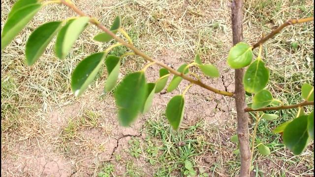 ОБЗОР ХУРМЫ В ОТКРЫТОМ ГРУНТЕ смотреть онлайн