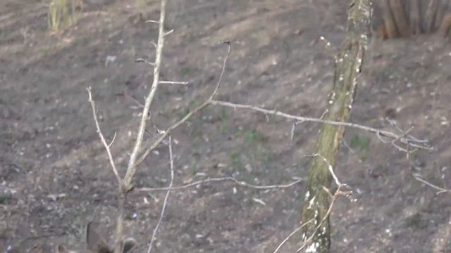 Косуленок Олежка - путешественник парка Тайган смотреть онлайн