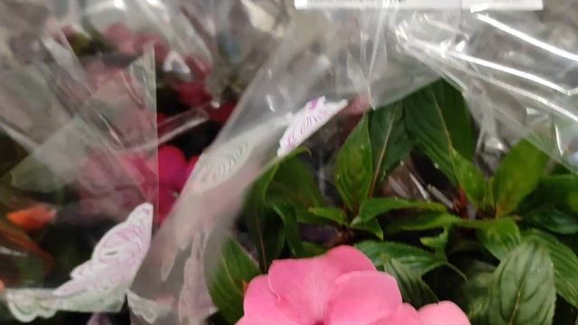 Эксклюзивные орхидеи в Леруа Мерлен на Новороссийской