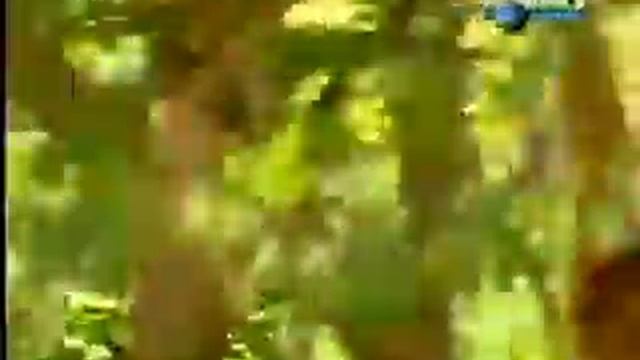 Обезьяна прыгает смотреть онлайн